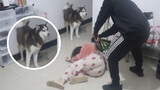 【Animal Circle】How will husky react to mom getting hit by dad?
