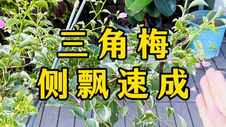 Quick Method for Growing Bougainvillea with Cascading Branches