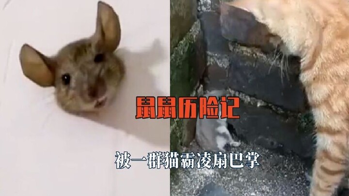 Tikus-tikusku, aku sudah dalam bahaya! Dikeroyok kucing-kucing yang memukul-mukul wajahku, sementara