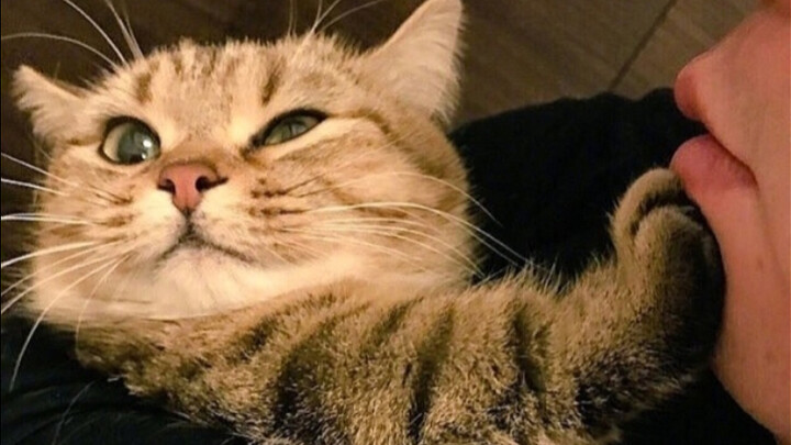 “Kucing: Jangan begitu, pacarmu bakal salah paham.”