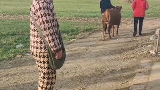 The calf being sold kneels to its owner