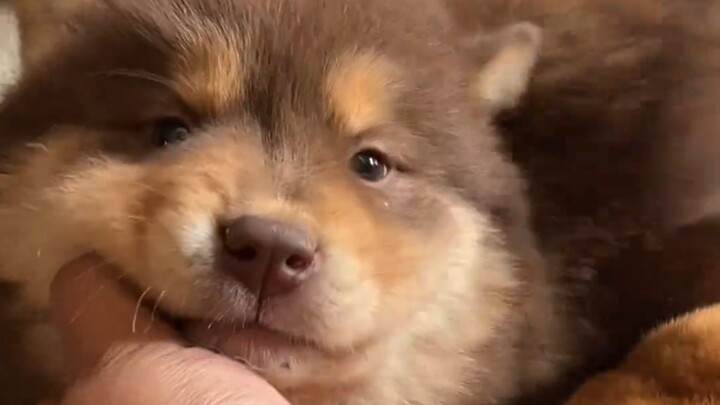 Sangat menggemaskan, anak anjing di rumah tetangga