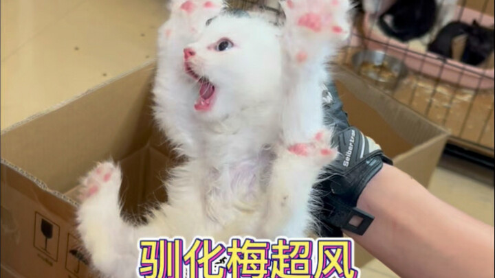 This is the first time I've seen such a fierce kitten.