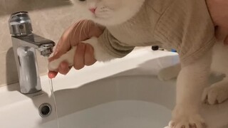 The little kitten appears calm on the surface