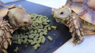 video ngắn quá trình cho ăn vuốt ve rùa chân rồng #doisong