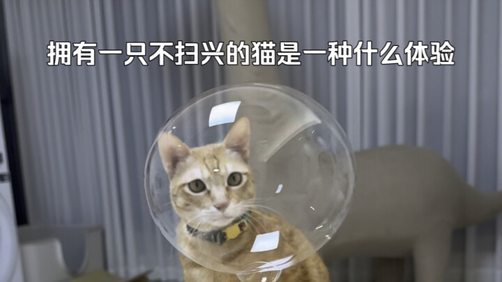 Bagaimana rasanya memiliki seekor kucing yang tidak pernah merusak suasana?
