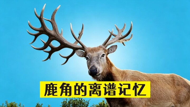 The deer’s absurd memory: even after its old antlers fall off, the new ones still remember the injur