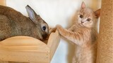 Azuki - Cat Plays SO Gently With Her Bunny Best Friend, The Sweetest Couple
