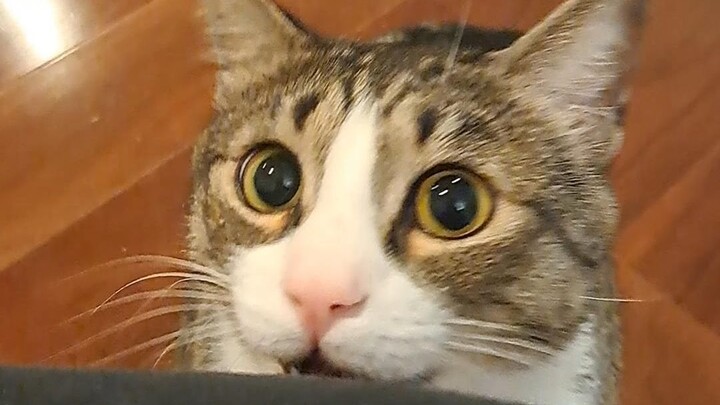 Taking Fufu to Check Out a Cat Rescue Shelter in Canada