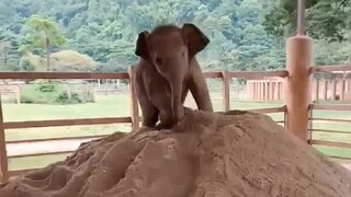 There is a new batch of sand in the reserve, and the baby elephants are having a lot of fun playing 