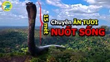 7 Loài Trăn Lớn Nhất Việt Nam Từng Tồn Tại Trên Trái Đất Anaconda Chỉ Thuộc Hàng Cháu Chắt Tép Dịu