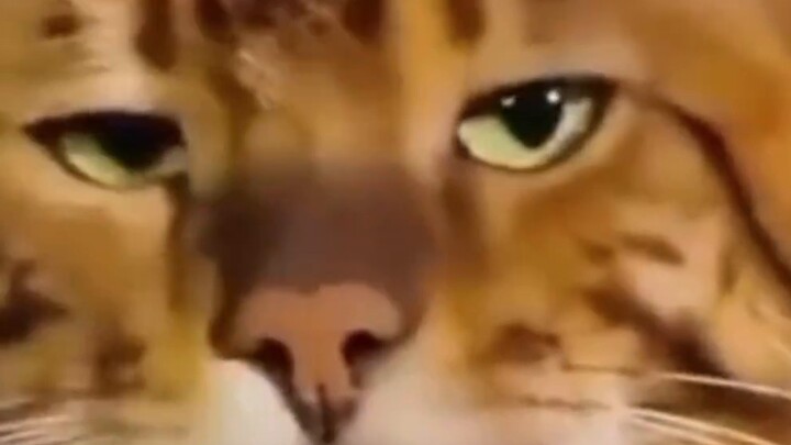[Reject emo, some cats are naturally cute]