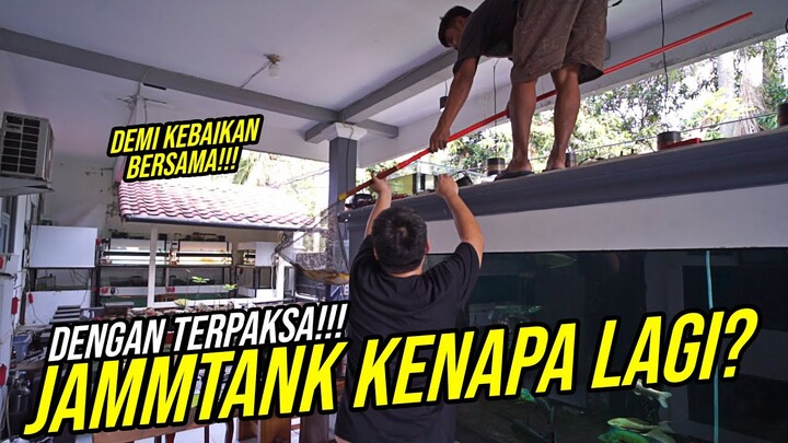 TERPAKSA TAKE OUT IKAN PREDATOR DARI COMMUNITY TANK MEGATANK / JAMM TANK!!!