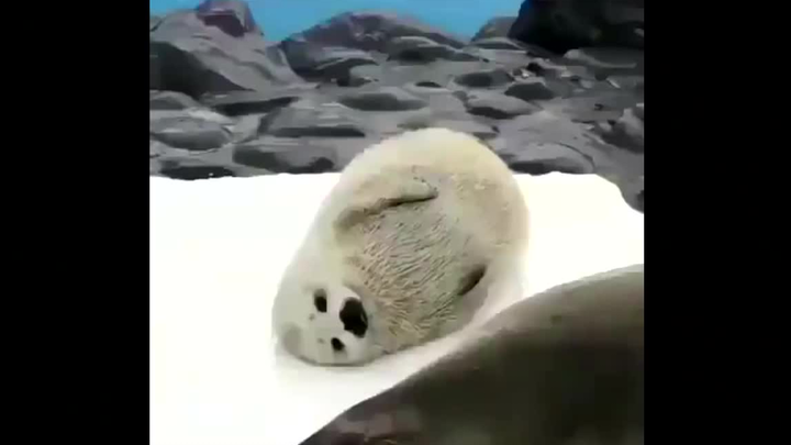 Aku adalah seekor anjing laut yang montok dan bulat