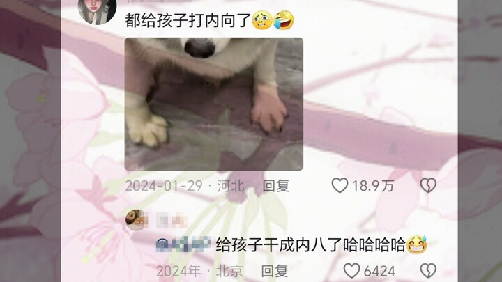 Anjing kecil sering kena pukul karena mempertahankan makanannya, jadi ia pun menguasai kemampuan men