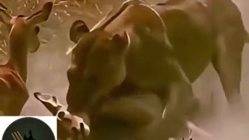 狩猎开始了 猛兽悄然穿过草丛 The Hunt Begins  A Predator Moves Through the Grass