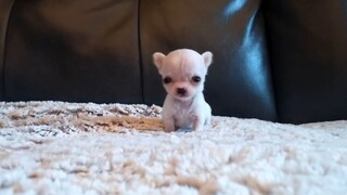 Ice cream Chihuahua baby—up close, it’s really tiny!