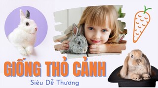 Các Giống Thỏ Cảnh Siêu Dễ Thương - Super Cute Rabbit Pet Breeds