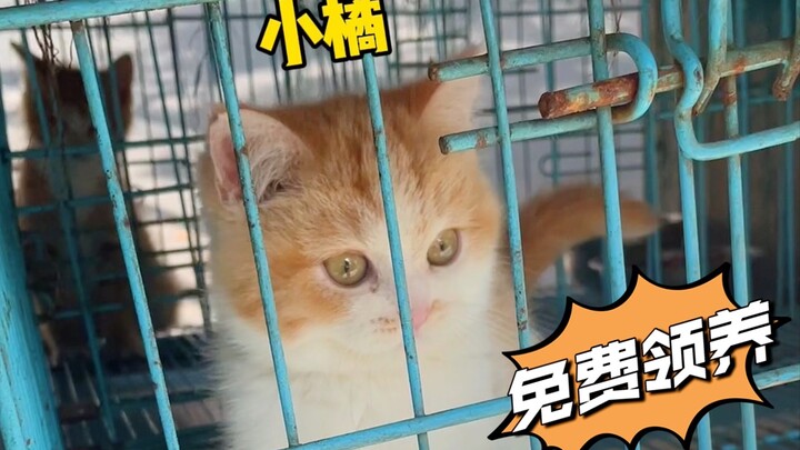 I just adopted another little orange cat—y’all, help me come up with a name for it!