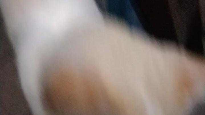 Si Kucing yang doyan durian