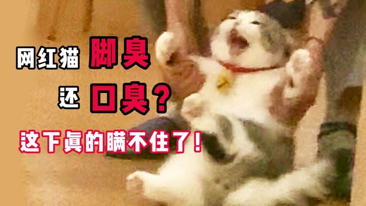 Kết quả kiểm tra hôi chân của Mèo Quét Nhà đã có. Không ngờ nó còn bị hôi miệng nữa cơ?