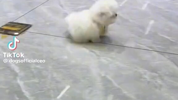น้องหมา