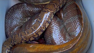 Không Thể Tin Nổi Đầy Thùng Rồi Mà Vẫn Còn Dính Cá Nhiều Kinh Khủng