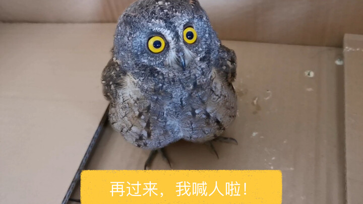 Super-cute owl goes all fuzzy online! With irresistibly big, doll-like eyes—so tell me, are you scar