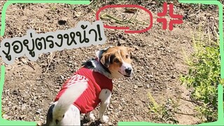 โลกของแสนดี ตอน เจองูเขียวนอนอาบแดด