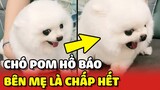 Chú chó POM "HỔ BÁO" khi có MẸ BÊN CẠNH không nể mặt bất kỳ ai 😂 | Yêu Lu