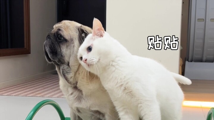 "Meow is a Dog, Dog is Meow"