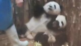 The panda He Hua: Why don't you give me a cuddle?