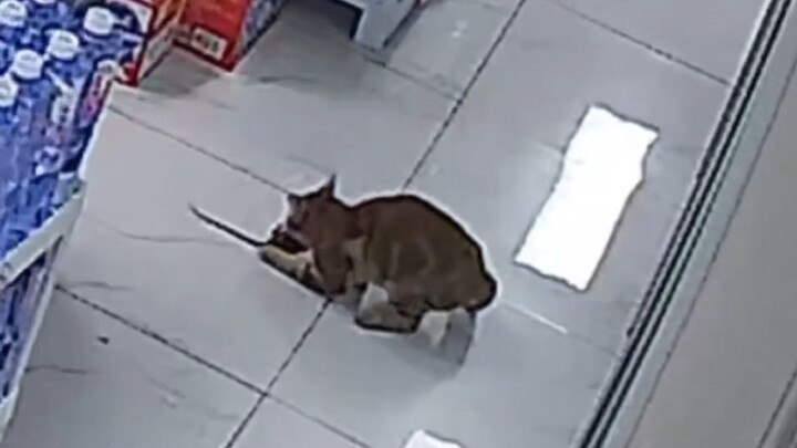 แมวน้อยในร้านสะดวกซื้อจับหนู
