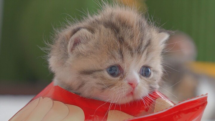 Cuteness… it’s the little milk cat’s ultimate move! [Pure Enjoyment]