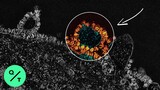 How the Coronavirus Hijacks Your Cells