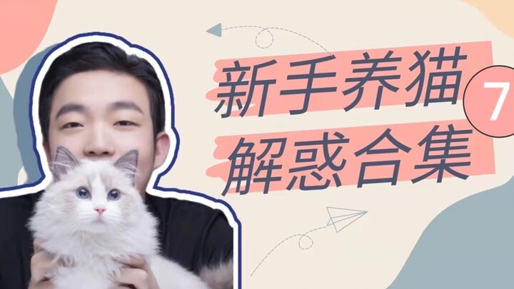 A Collection of Answers for New Cat Owners (7)