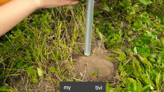 thiên nhiên hoang dã p2 #mytivi