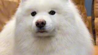 它这么可爱当然是我生的啊