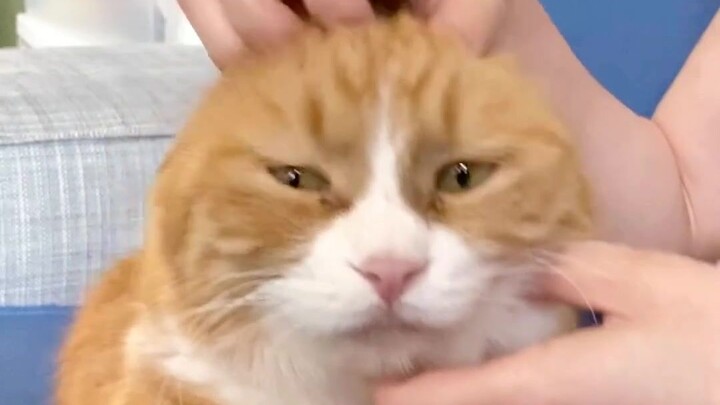 A mysterious guest arrives, and Xiao Mi is overjoyed.