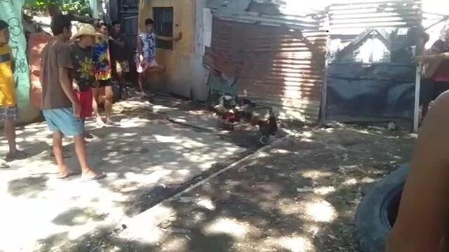 1year old panalo melsim x sweater namin Kaso Patay din 2x winner kalaban 3years old dalawa tari