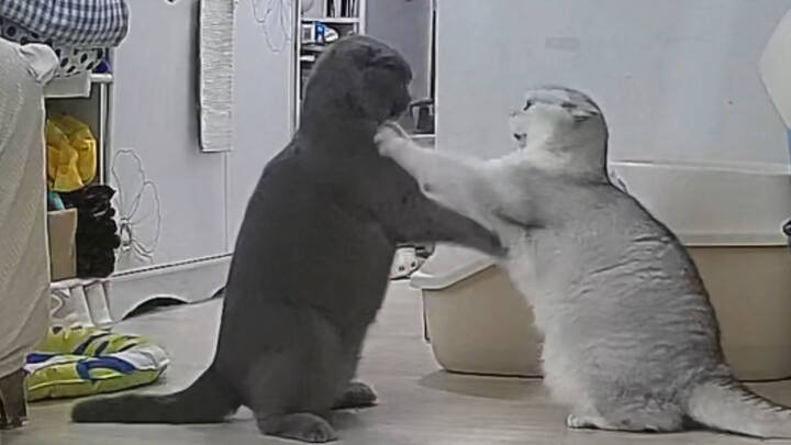 ดูย้อนหลังจบแล้วทั้งโมโหทั้งขำ!