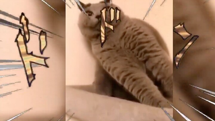 【Bộ sưu tập】JoJo Cat vs Dio Cat, Takizawa Lola! !