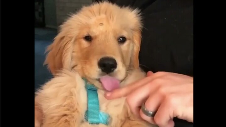 Chó Golden không chơi kiểu này đâu!