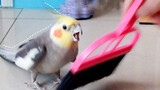 Do You Still Want To Have A Parrot After Watching This Video?