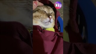 Chờ Sen cũng phải an toàn nha 😂 #Shorst #Yeulu #Yeuluofficial