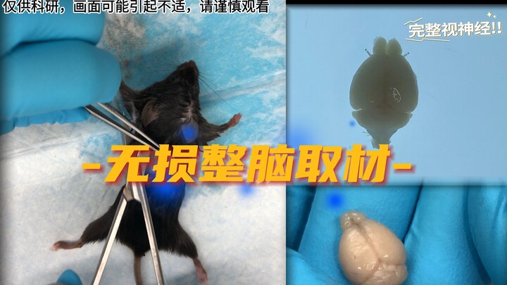 1 Minute | Whole-Brain Dissection of Mice Without Damage (Beginner-Friendly) — For Research Use Only