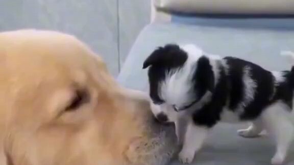 attack 100% Damage 0% #cute