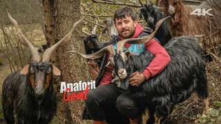 Dağ Keçisinin Akrabaları: Anaforit Keçiler | Belgesel ▫️4K▫️