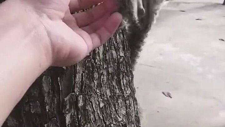 ชายชาวบราซิลพบลูกลิงมาร์โมเสตหูขาวตกจากต้นไม้กลางถนน เมื่อเก็บขึ้นมาได้ เขาก็นำมันไปส่งคืนให้กับแม่ล