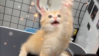 乖巧两只金渐层洗护